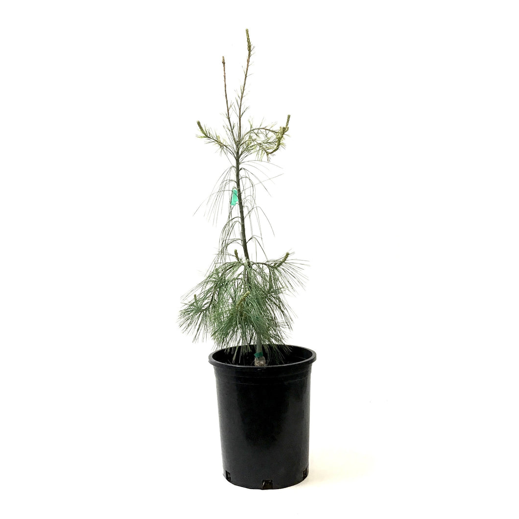 Pine, 5 gal, Weeping White - Floral Acres Greenhouse & Garden Centre