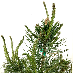 Pine, 5 gal, Scotch, French Blue - Floral Acres Greenhouse & Garden Centre