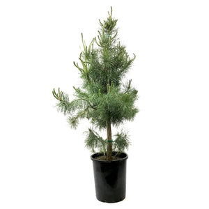 Pine, 5 gal, Scotch, French Blue - Floral Acres Greenhouse & Garden Centre