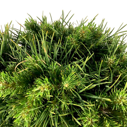 Pine, 5 gal, Scotch, Green Penguin - Floral Acres Greenhouse & Garden Centre