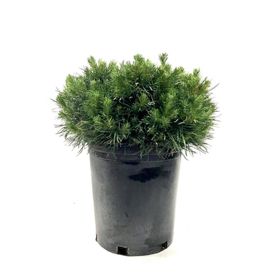 Pine, 5 gal, Scotch, Green Penguin - Floral Acres Greenhouse & Garden Centre