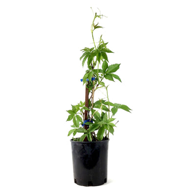 Engleman Ivy, 1 gal - Floral Acres Greenhouse & Garden Centre