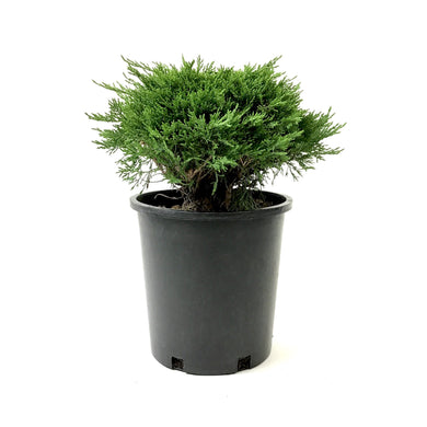 Juniper, 2 gal, Calgary Carpet® - Floral Acres Greenhouse & Garden Centre