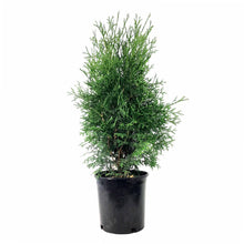 Load image into Gallery viewer, Cedar, 2 gal, Skybound - Floral Acres Greenhouse &amp; Garden Centre

