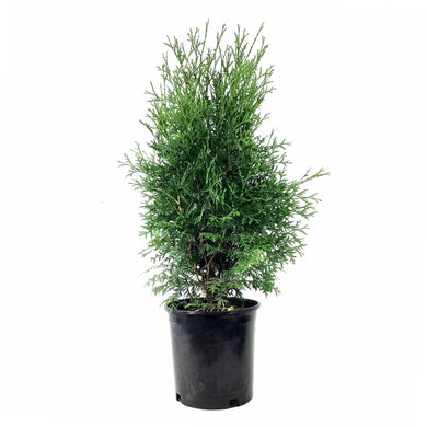 Cedar, 2 gal, Skybound - Floral Acres Greenhouse & Garden Centre