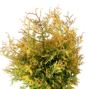 Cedar, 2 gal, Fire Chief™ - Floral Acres Greenhouse & Garden Centre