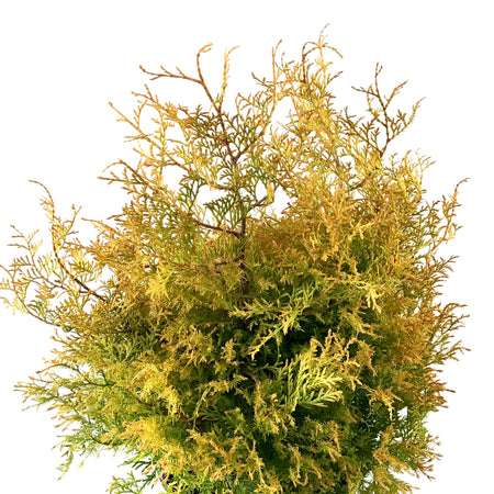 Cedar, 2 gal, Fire Chief™ - Floral Acres Greenhouse & Garden Centre