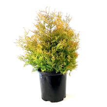 Load image into Gallery viewer, Cedar, 2 gal, Fire Chief™ - Floral Acres Greenhouse &amp; Garden Centre
