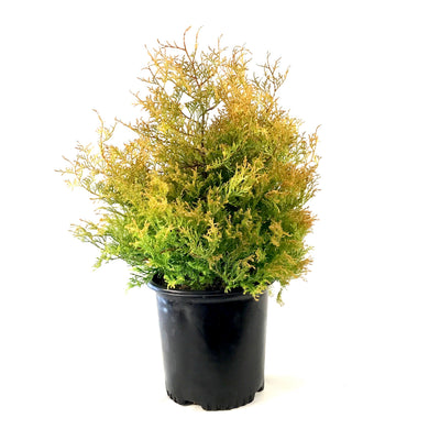 Cedar, 2 gal, Fire Chief™ - Floral Acres Greenhouse & Garden Centre