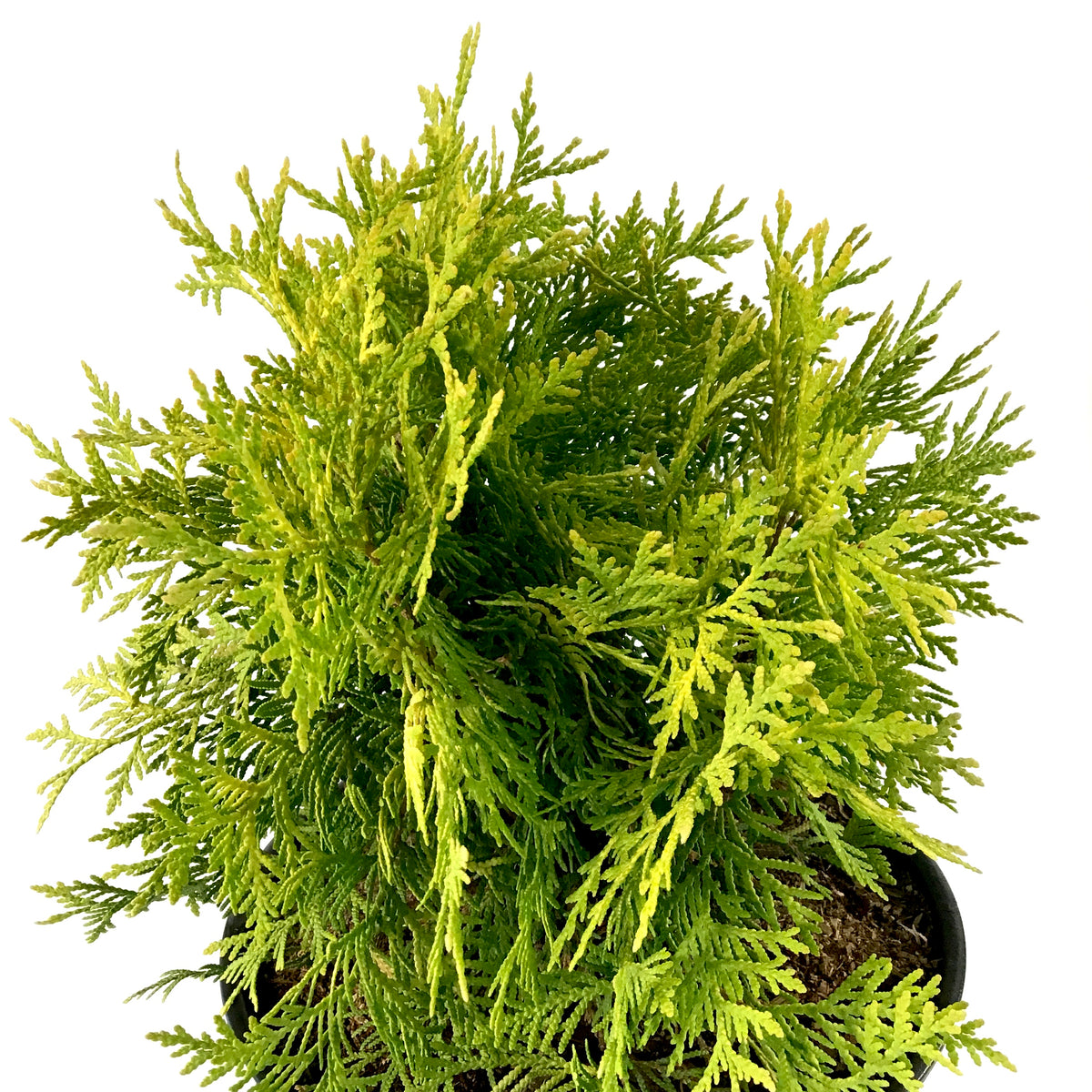 Cedar, 2 gal, Golden Globe - Floral Acres Greenhouse & Garden Centre