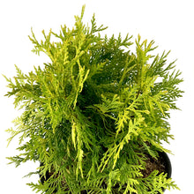 Load image into Gallery viewer, Cedar, 2 gal, Golden Globe - Floral Acres Greenhouse &amp; Garden Centre
