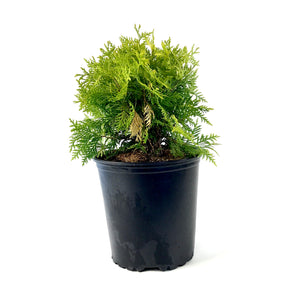 Cedar, 2 gal, Golden Globe - Floral Acres Greenhouse & Garden Centre