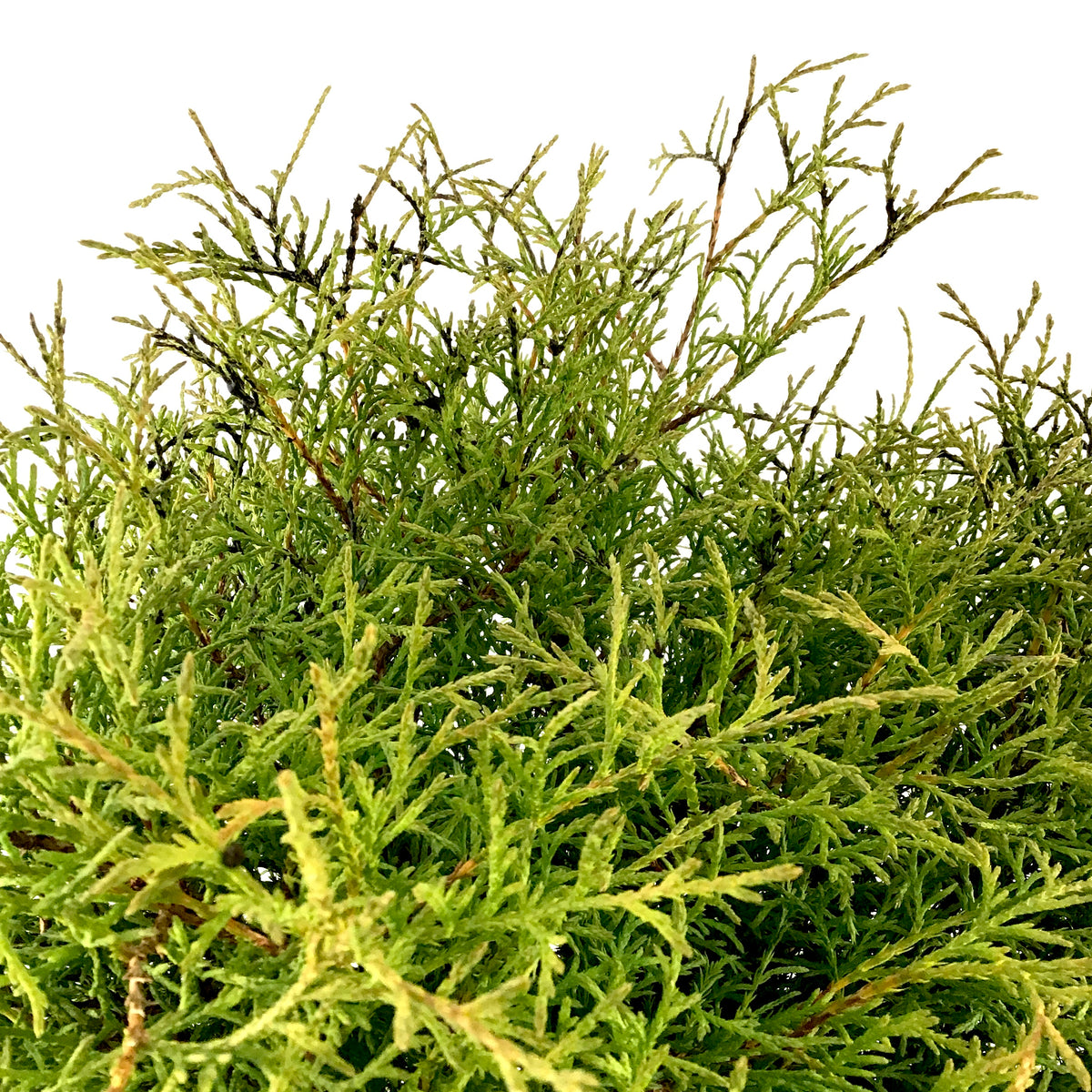 Cedar, 2 gal, Mr. Bowling Ball - Floral Acres Greenhouse & Garden Centre