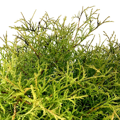 Cedar, 2 gal, Mr. Bowling Ball - Floral Acres Greenhouse & Garden Centre