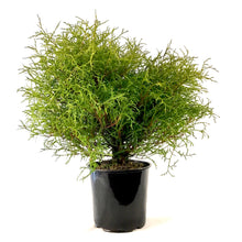 Load image into Gallery viewer, Cedar, 2 gal, Mr. Bowling Ball - Floral Acres Greenhouse &amp; Garden Centre
