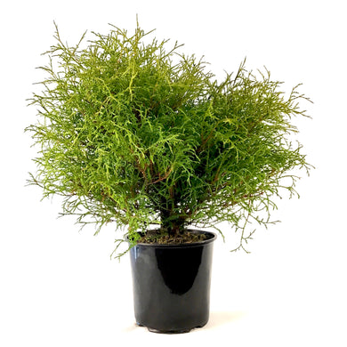 Cedar, 2 gal, Mr. Bowling Ball - Floral Acres Greenhouse & Garden Centre