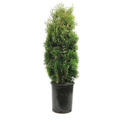 Cedar, 5 gal, Holmstrup