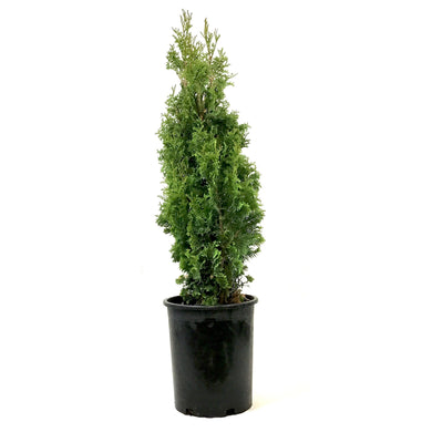 Cedar, 5 gal, Degroot's Spire - Floral Acres Greenhouse & Garden Centre