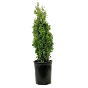 Cedar, 5 gal, Degroot's Spire - Floral Acres Greenhouse & Garden Centre