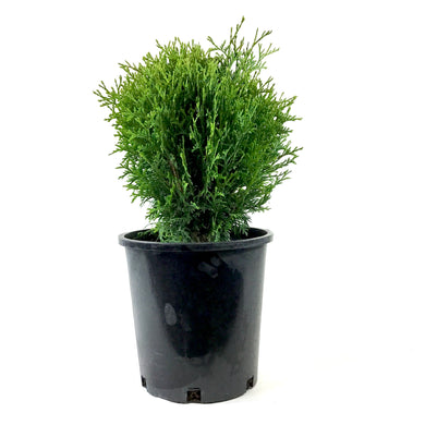 Cedar, 2 gal, Little Giant Globe - Floral Acres Greenhouse & Garden Centre