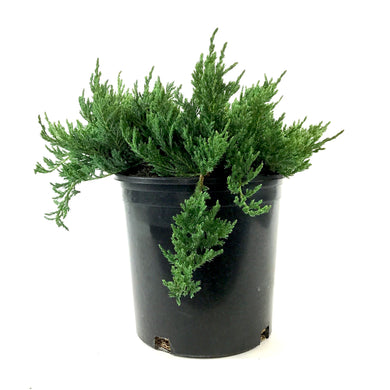 Juniper, 2 gal, Blue Chip - Floral Acres Greenhouse & Garden Centre