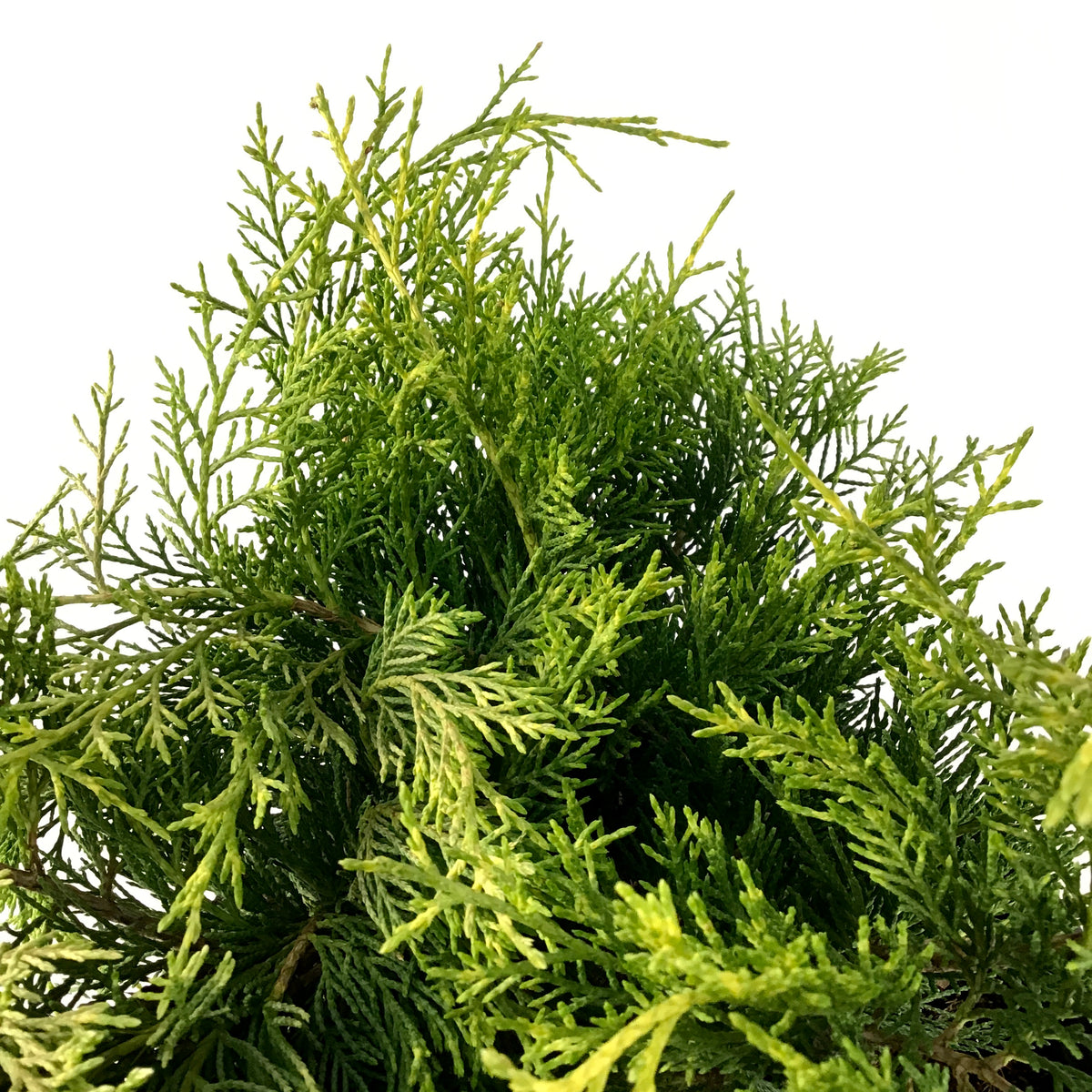 Juniper, 2 gal, Old Gold - Floral Acres Greenhouse & Garden Centre