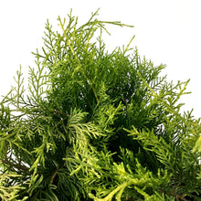 Load image into Gallery viewer, Juniper, 2 gal, Old Gold - Floral Acres Greenhouse &amp; Garden Centre

