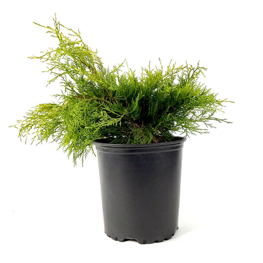 Juniper, 2 gal, Old Gold - Floral Acres Greenhouse & Garden Centre