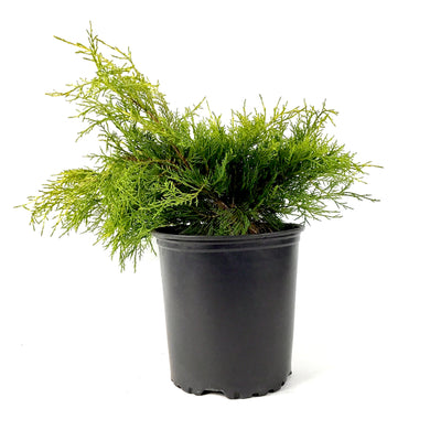 Juniper, 2 gal, Old Gold - Floral Acres Greenhouse & Garden Centre