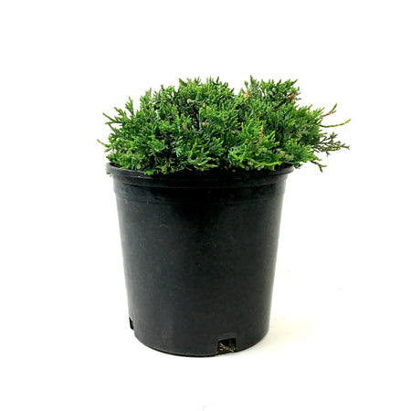 Juniper, 2 gal, Blue Rug - Floral Acres Greenhouse & Garden Centre
