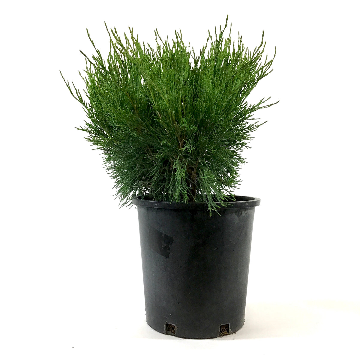 Juniper, 2 gal, Savin