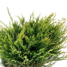 Load image into Gallery viewer, Juniper, 2 gal, Arcadia - Floral Acres Greenhouse &amp; Garden Centre
