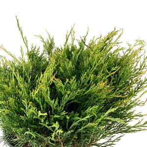 Juniper, 2 gal, Arcadia - Floral Acres Greenhouse & Garden Centre