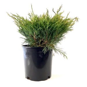 Juniper, 2 gal, Arcadia - Floral Acres Greenhouse & Garden Centre