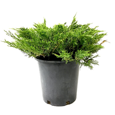 Juniper, 2 gal, Buffalo - Floral Acres Greenhouse & Garden Centre