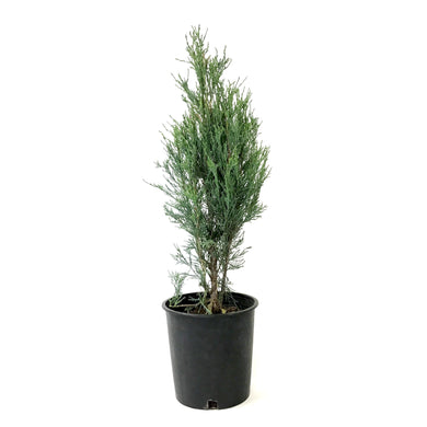 Juniper, 2 gal, Blue Arrow - Floral Acres Greenhouse & Garden Centre