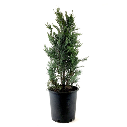 Juniper, 2 gal, Moonglow - Floral Acres Greenhouse & Garden Centre