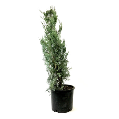 Juniper, 5 gal, Wichita Blue - Floral Acres Greenhouse & Garden Centre