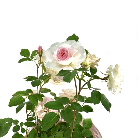 Rose, 2 gal, Morden Blush - Floral Acres Greenhouse & Garden Centre