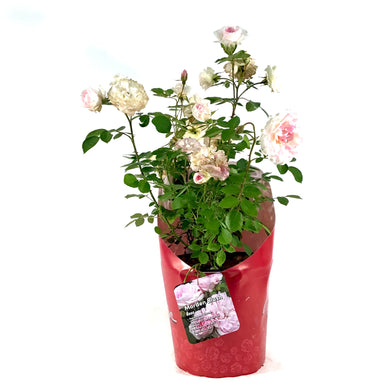Rose, 2 gal, Morden Blush - Floral Acres Greenhouse & Garden Centre