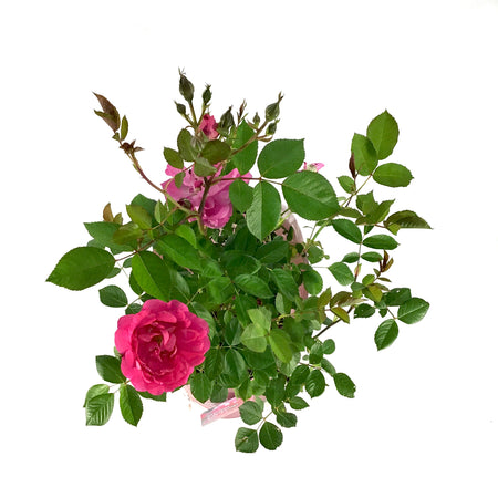 Rose, 2 gal, Morden Centennial - Floral Acres Greenhouse & Garden Centre