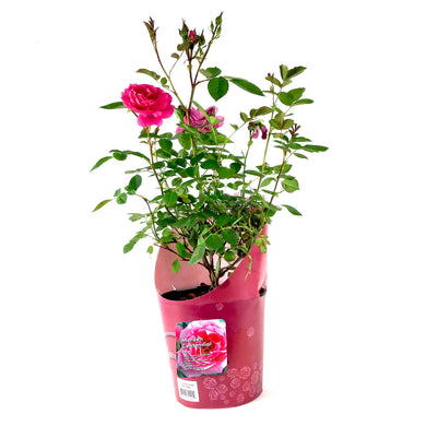 Rose, 2 gal, Morden Centennial - Floral Acres Greenhouse & Garden Centre