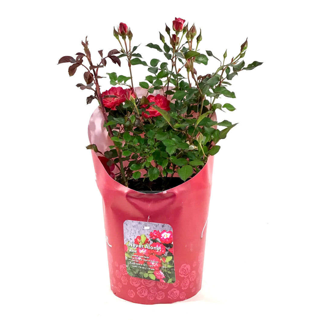 Rose, 2 gal, Never Alone - Floral Acres Greenhouse & Garden Centre