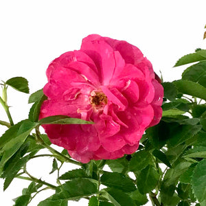 Rose, 2 gal, John Cabot - Floral Acres Greenhouse & Garden Centre