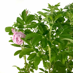 Rose, 2 gal, Snow Pavement - Floral Acres Greenhouse & Garden Centre