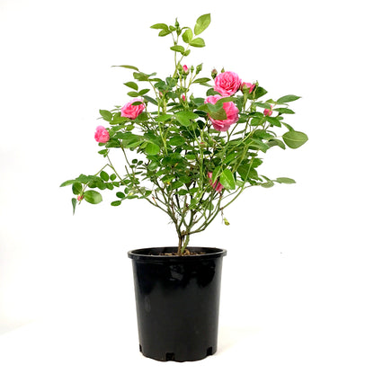 Rose, 2 gal, Morden Belle - Floral Acres Greenhouse & Garden Centre