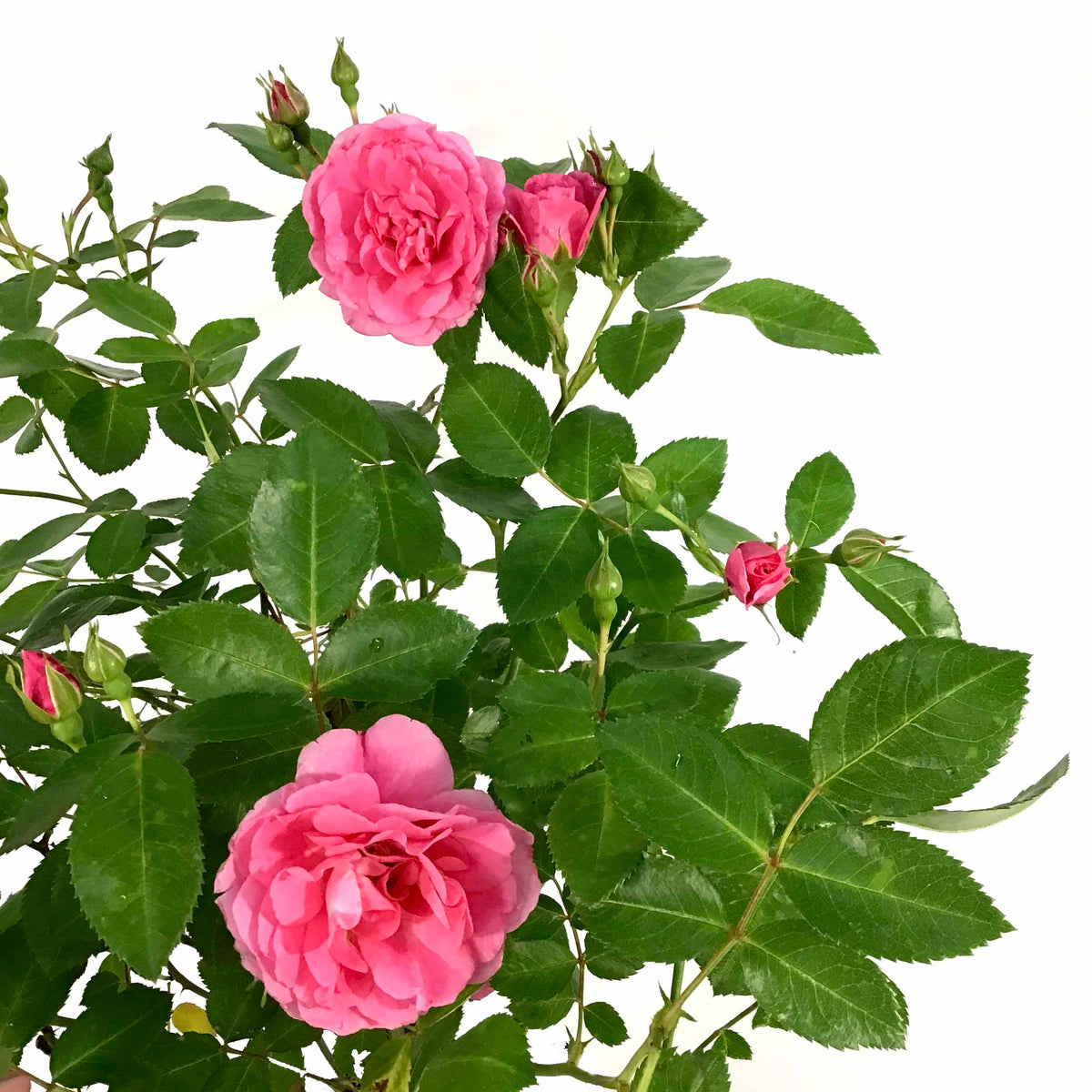 Rose, 2 gal, Morden Belle - Floral Acres Greenhouse & Garden Centre