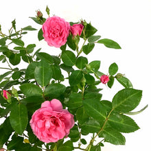 Load image into Gallery viewer, Rose, 2 gal, Morden Belle - Floral Acres Greenhouse &amp; Garden Centre
