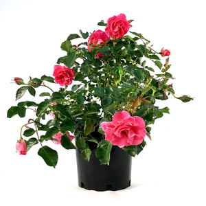 Rose, 2 gal, Aurora Borealis™ - Floral Acres Greenhouse & Garden Centre