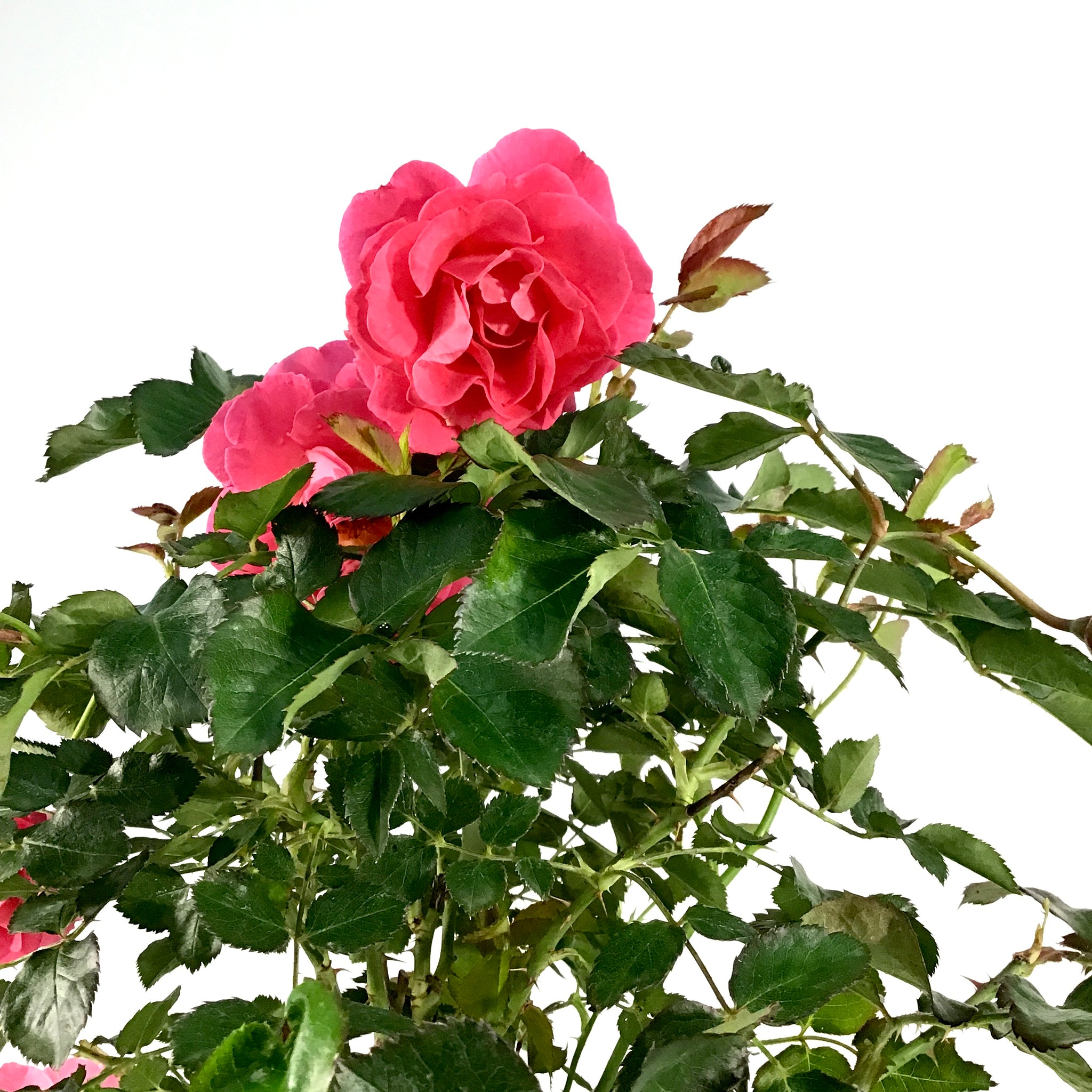 Rose, 2 gal, Aurora Borealis™ – Floral Acres Greenhouse & Garden Centre